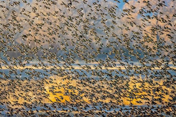New Mexico-Bosque del Apache National Wildlife Reserve Winter flock of red-winged blackbirds